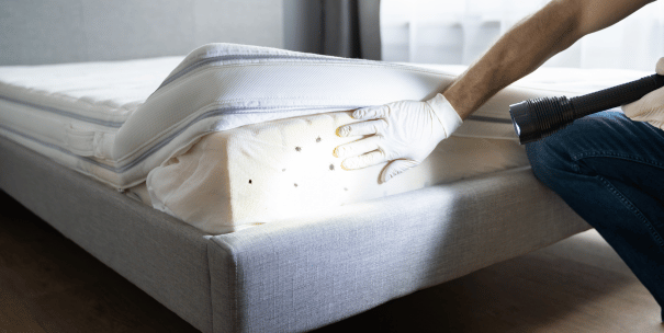 Eliminar chinches de cama